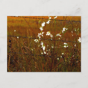 PRAIRIE FLOWERS POSTCARD