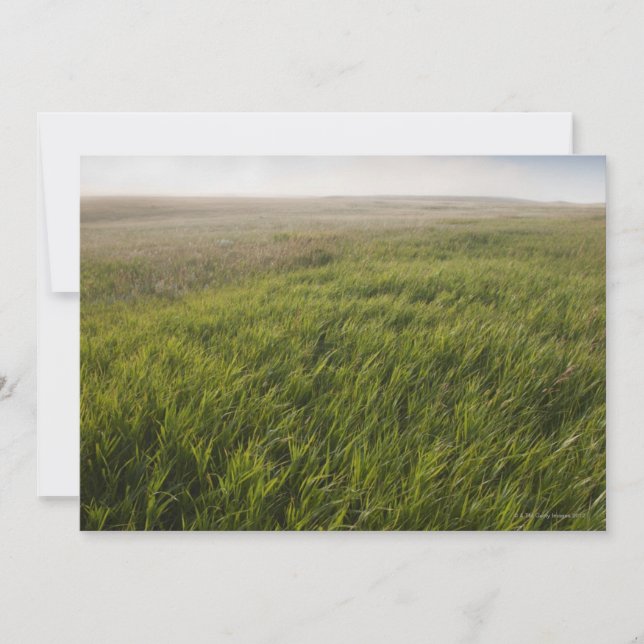Prairie Grass (Front)