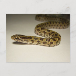 Prairie King Snake Postcard