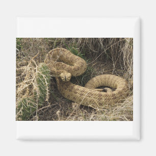 Prairie rattlesnake with cactus magnet