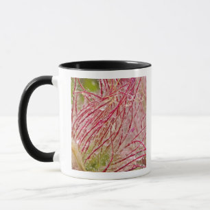 Prairie Smoke in the rain at Theodore Mug