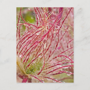 Prairie Smoke in the rain at Theodore Postcard