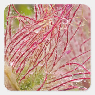 Prairie Smoke in the rain at Theodore Square Sticker