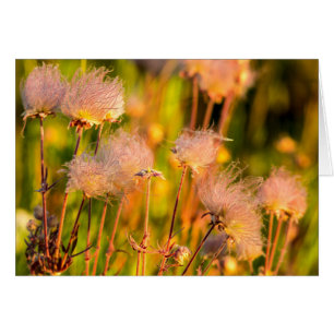 Prairie Smoke Wildflowers In Aspen Grove
