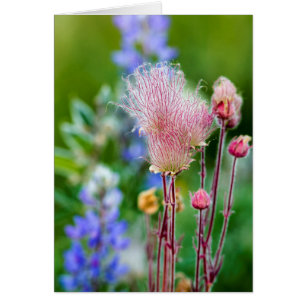 Prairie Smoke Wildflowers In Aspen Grove 2