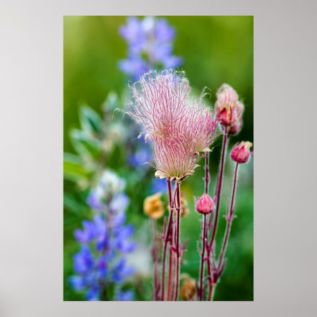 Prairie Smoke Wildflowers In Aspen Grove 2 Poster (Front)