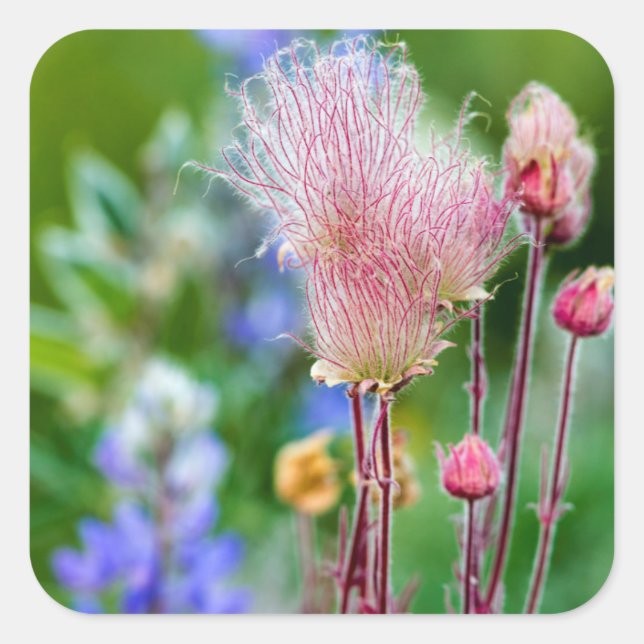 Prairie Smoke Wildflowers In Aspen Grove 2 Square Sticker (Front)
