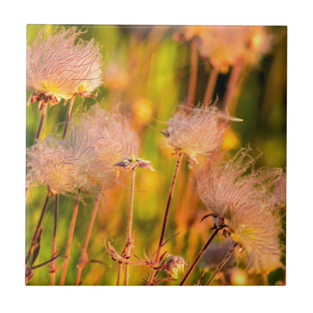 Prairie Smoke Wildflowers In Aspen Grove Ceramic Tile (Front)