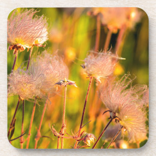Prairie Smoke Wildflowers In Aspen Grove Coaster