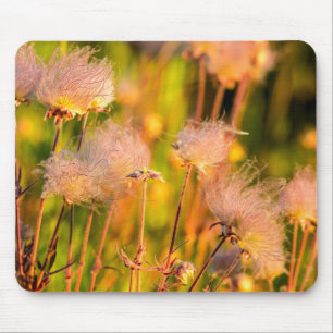 Prairie Smoke Wildflowers In Aspen Grove Mouse Pad