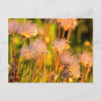 Prairie Smoke Wildflowers In Aspen Grove