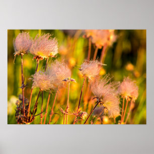 Prairie Smoke Wildflowers In Aspen Grove Poster