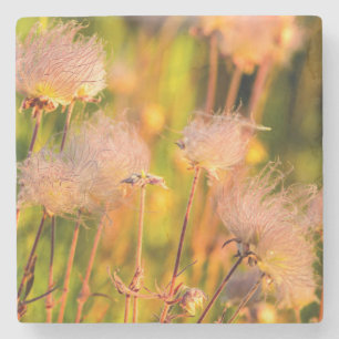 Prairie Smoke Wildflowers In Aspen Grove Stone Coaster