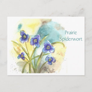 Prairie Spiderwort Post Card