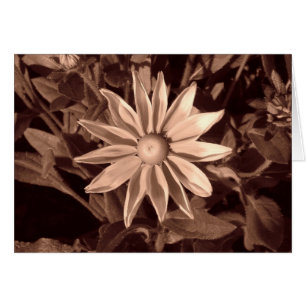 Prairie Sun Rudbeckia B&W