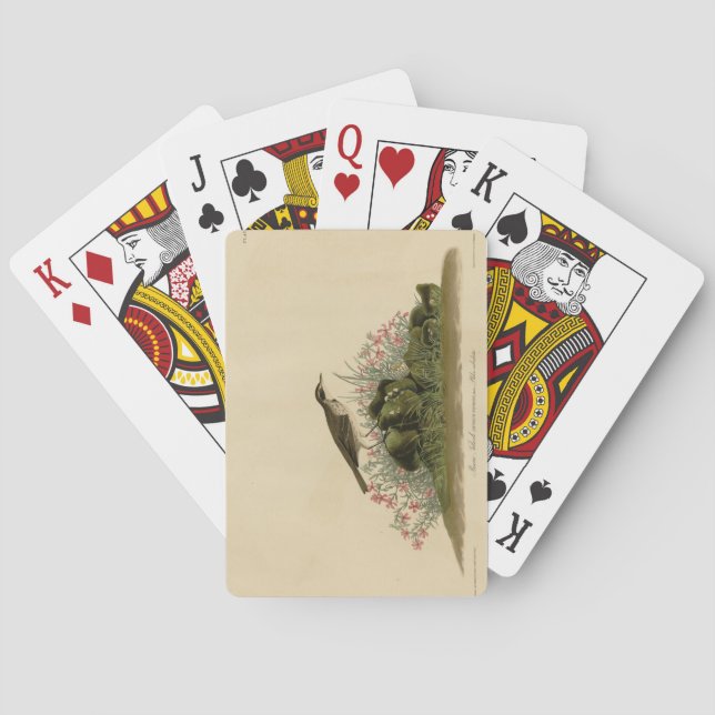 Prairie Titlark (Pipit) Audubon's Birds of America Playing Cards (Back)
