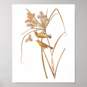 Prairie Warbler Audubon Yellow Bird Poster