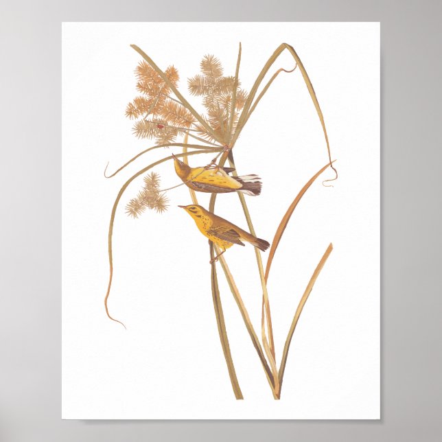 Prairie Warbler Audubon Yellow Bird Poster (Front)
