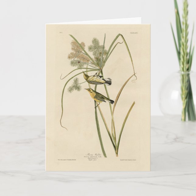 Prairie Warbler from Audubon's Birds of America Card (Front)