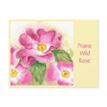 Prairie Wild Rose Post Card