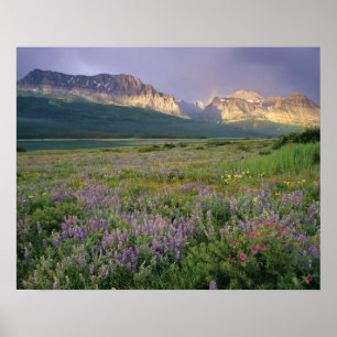 Prairie wildflowers along Lake Sherbourne in the Poster