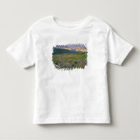 Prairie wildflowers along Lake Sherbourne in the