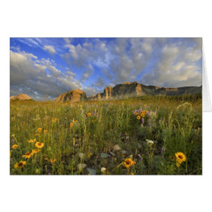 Prairie Wildflowers at Windy Creek in the Many