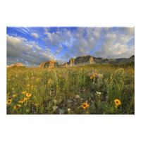 Prairie Wildflowers at Windy Creek in the Many