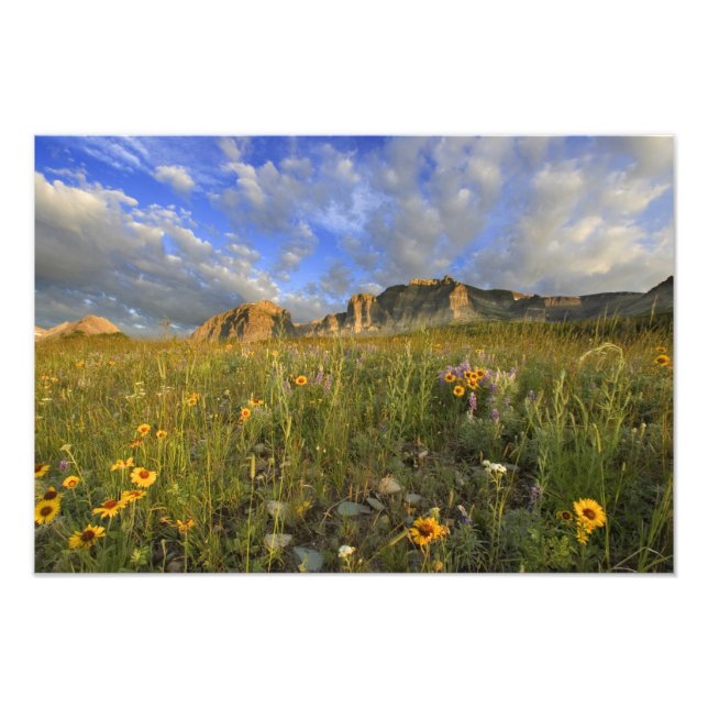 Prairie Wildflowers at Windy Creek in the Many Photo Print (Front)