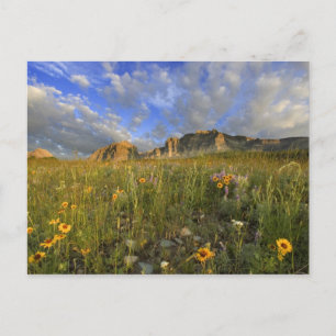 Prairie Wildflowers at Windy Creek in the Many Postcard