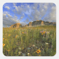 Prairie Wildflowers at Windy Creek in the Many