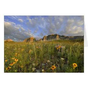 Prairie Wildflowers in Many Glacier Valley at