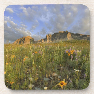 Prairie Wildflowers in Many Glacier Valley at Coaster