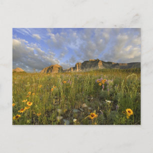 Prairie Wildflowers in Many Glacier Valley at Postcard