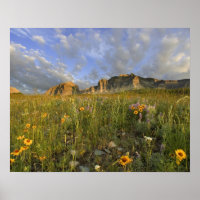 Prairie Wildflowers in Many Glacier Valley at