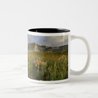 Prairie Wildflowers in Many Glacier Valley at