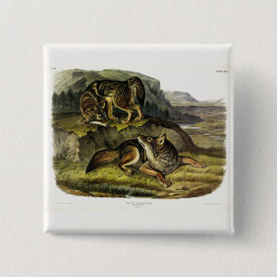 Prairie Wolf (Coyote) from Audubon's Quadrupeds 15 Cm Square Badge