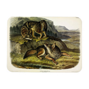 Prairie Wolf (Coyote) from Audubon's Quadrupeds Magnet