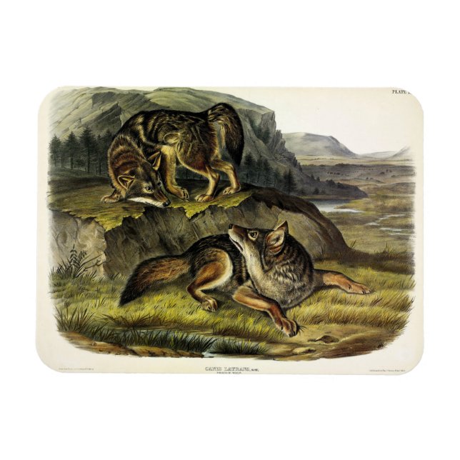 Prairie Wolf (Coyote) from Audubon's Quadrupeds Magnet (Horizontal)