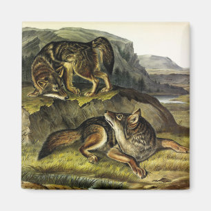 Prairie Wolf (Coyote) from Audubon's Quadrupeds Magnet