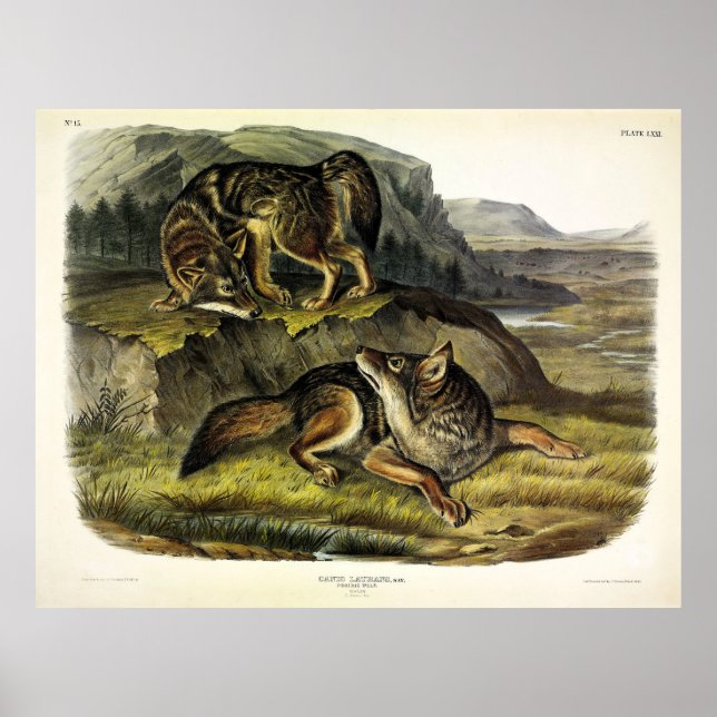 Prairie Wolf (Coyote) from Audubon's Quadrupeds Poster (Front)