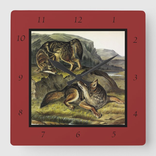 Prairie Wolf (Coyote) from Audubon's Quadrupeds Square Wall Clock (Front)