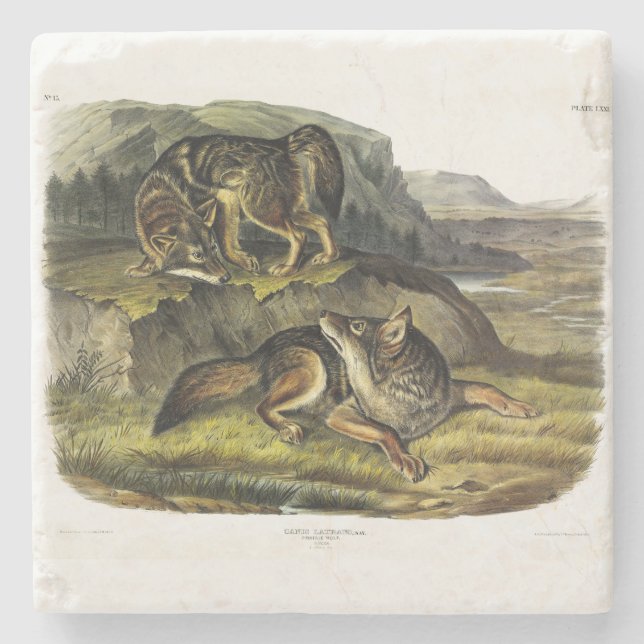 Prairie Wolf (Coyote) from Audubon's Quadrupeds Stone Coaster (Front)