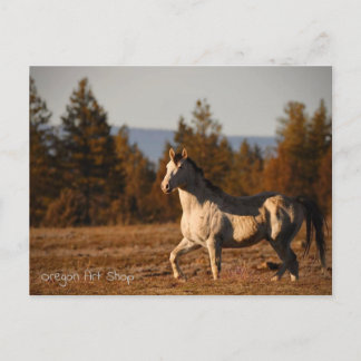 Prancer Postcard