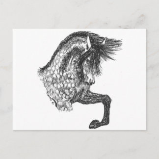 Prancing Andalusian Postcard
