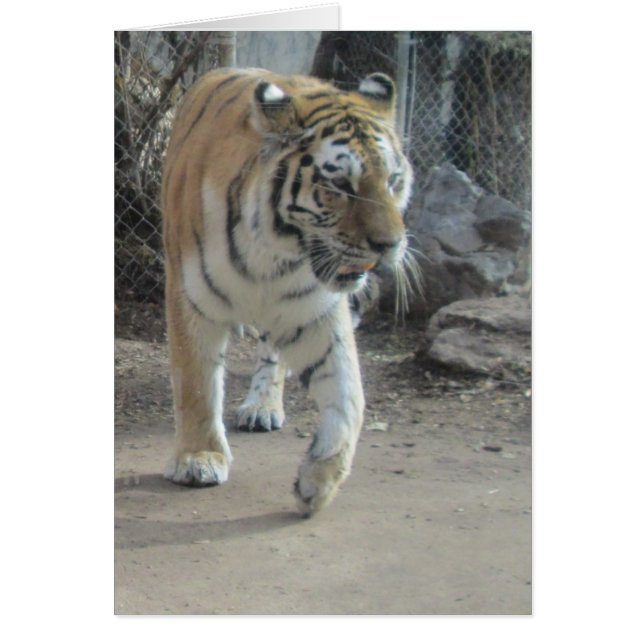 Prancing Tiger Blank Card (Front)