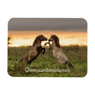 Prancing wild horses in Oostvaardersplassen magnet