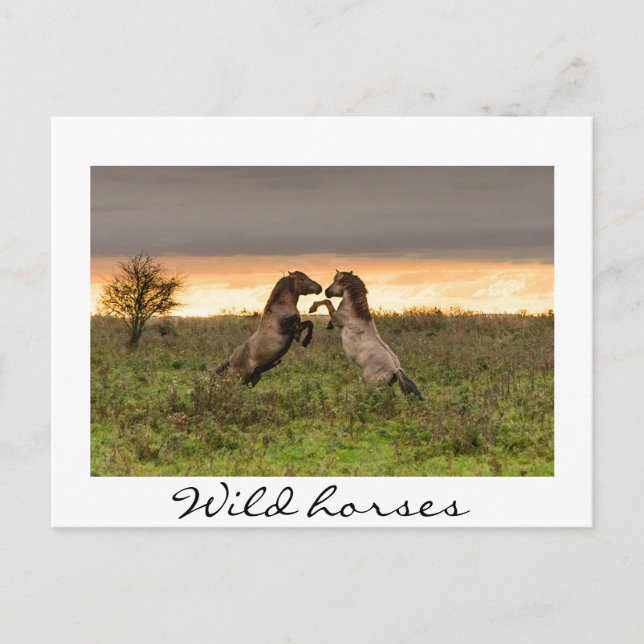 Prancing wild horses white text postcard (Front)