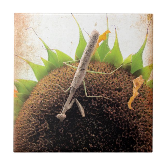 Praying For Sunshine Tile (Front)