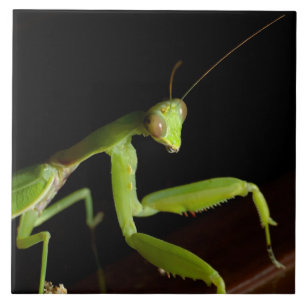 Praying mantid tile